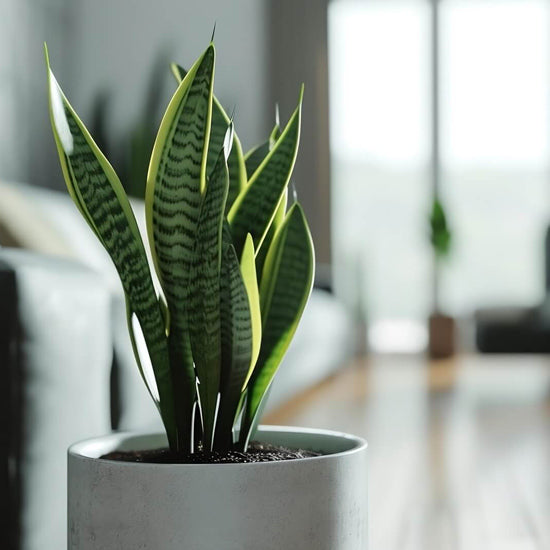 An image of a snake plant in the forground with a room and home decor in the background