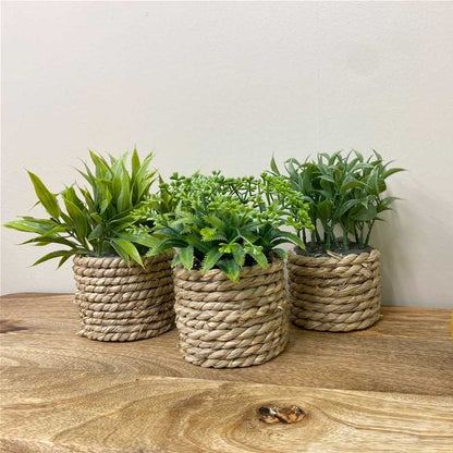 set of 3 artificial succulent plants in woven grass pots 