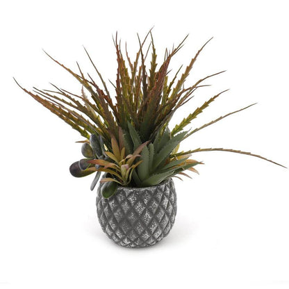 Succulents in Small Lattice Design Grey Pot